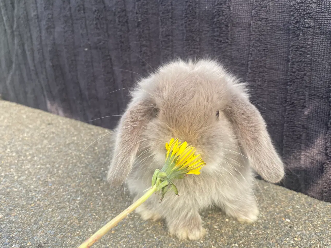Billede 2 - Mini lop kaninunge dreng 