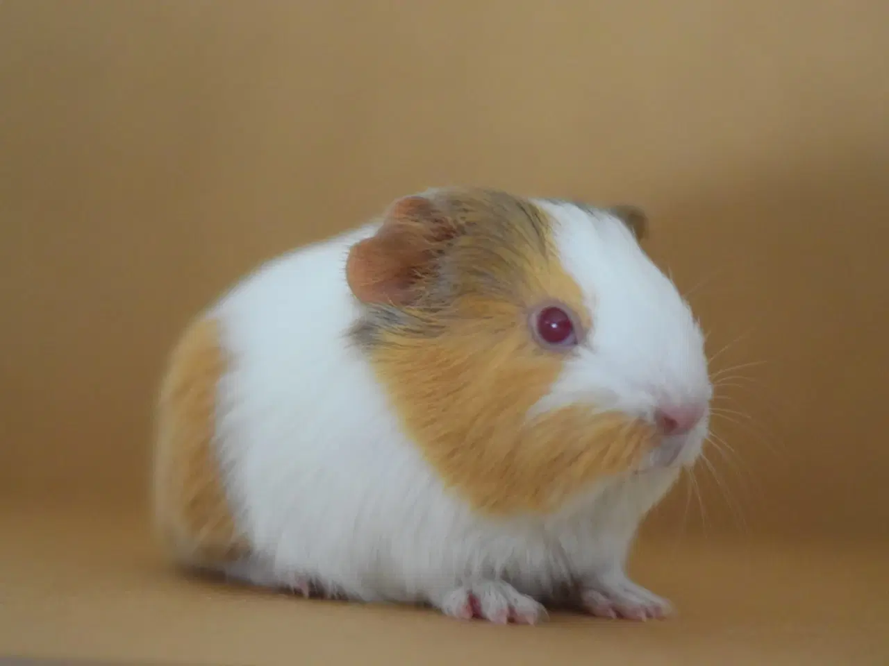 Billede 1 - Marsvin Sheltie