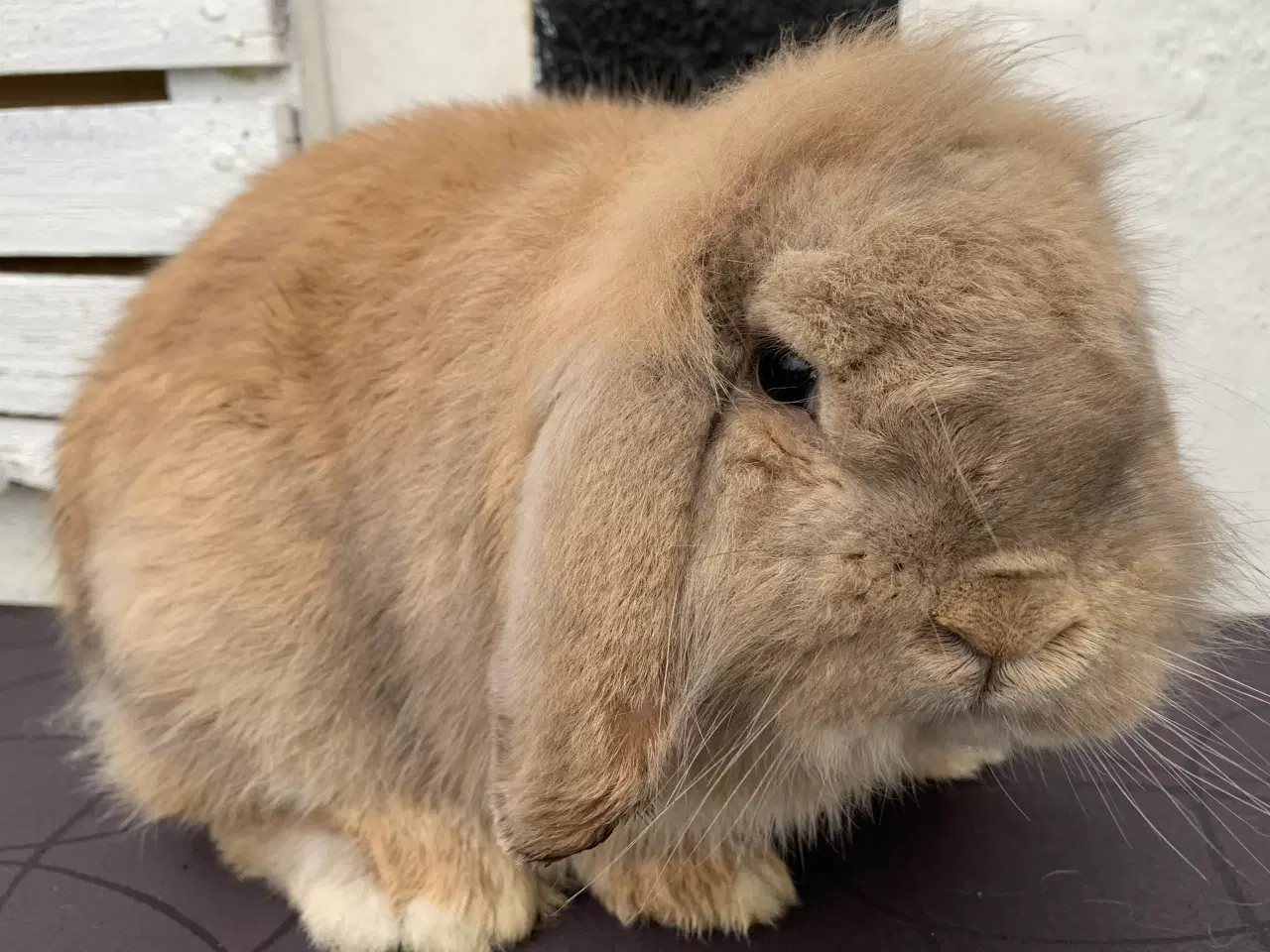 Billede 2 - Lionlop gul han 4 år gammel