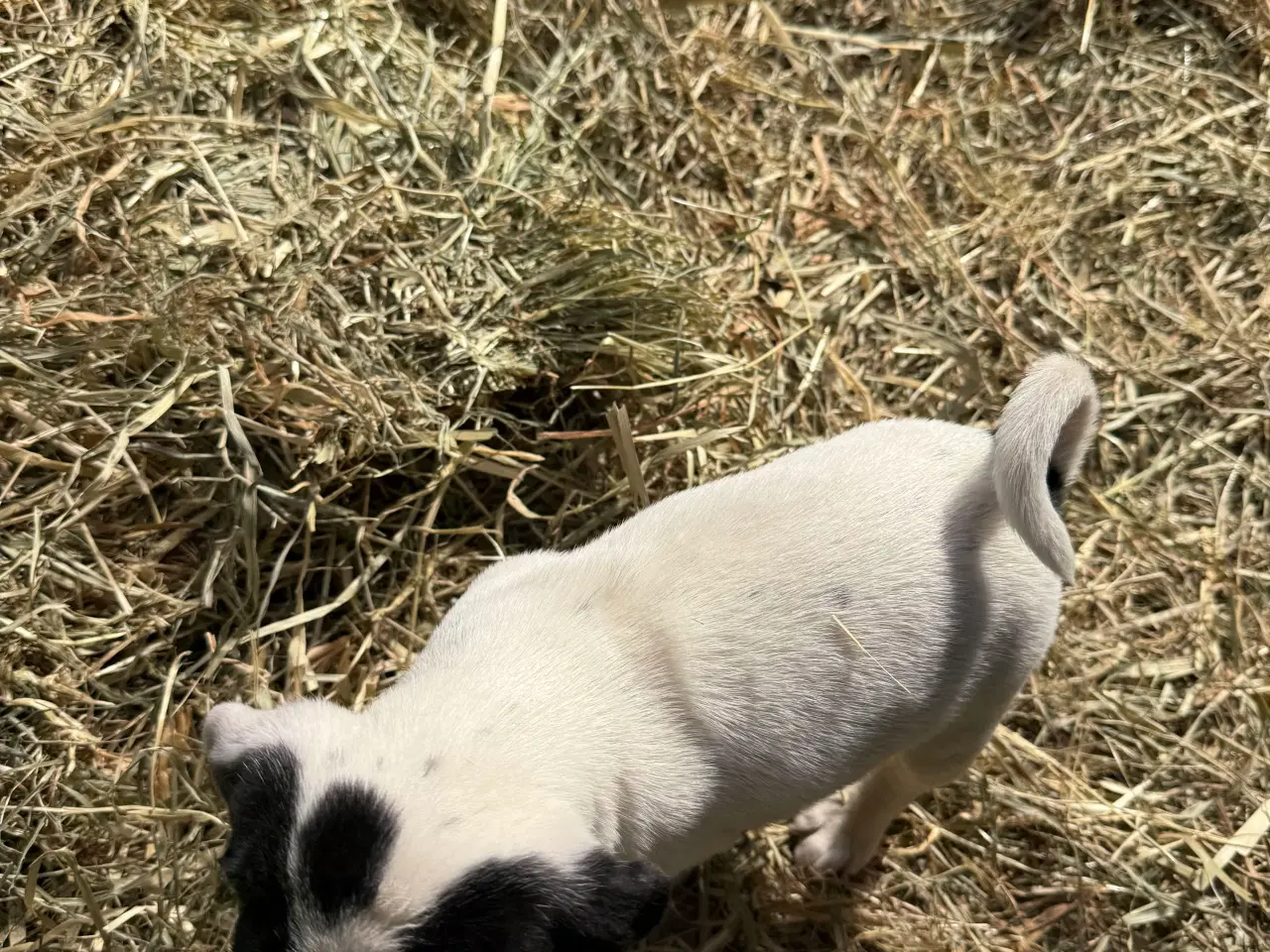 Billede 2 - Dansk/Svensk