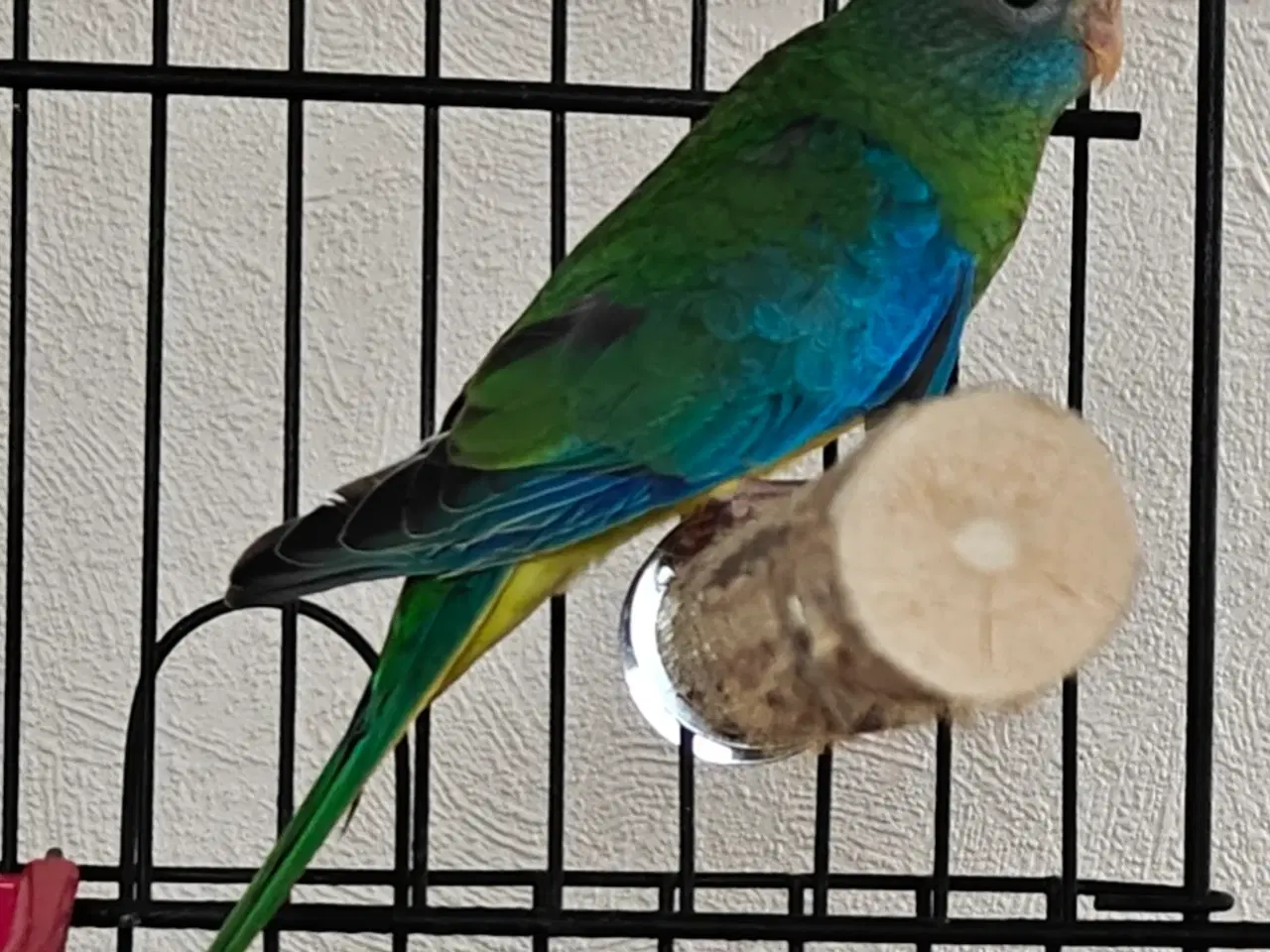 Billede 4 - Flot rødskuldret græsparakit par