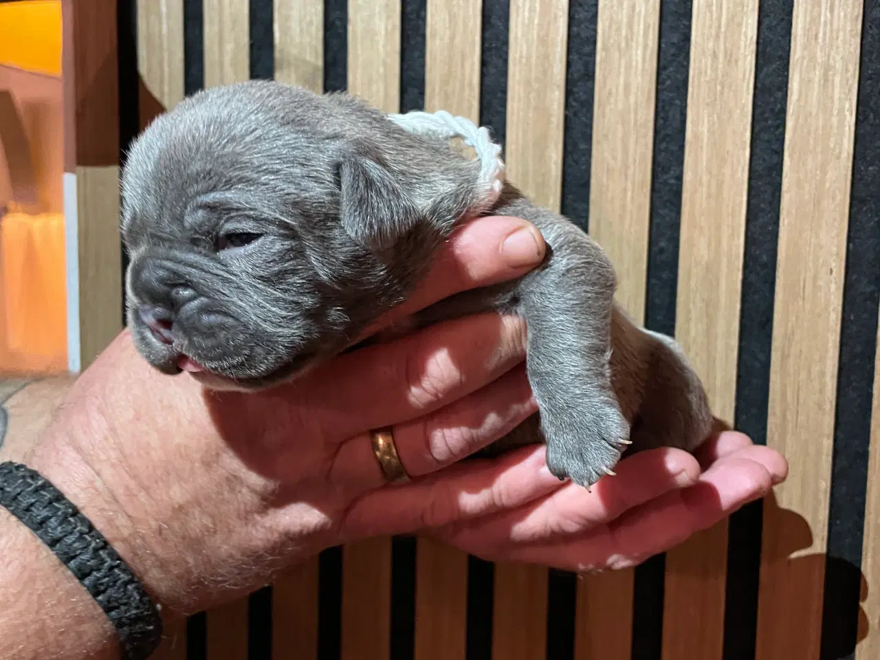 Billede 8 - New english bulldog/ Fluffy Frenchie hvalpe