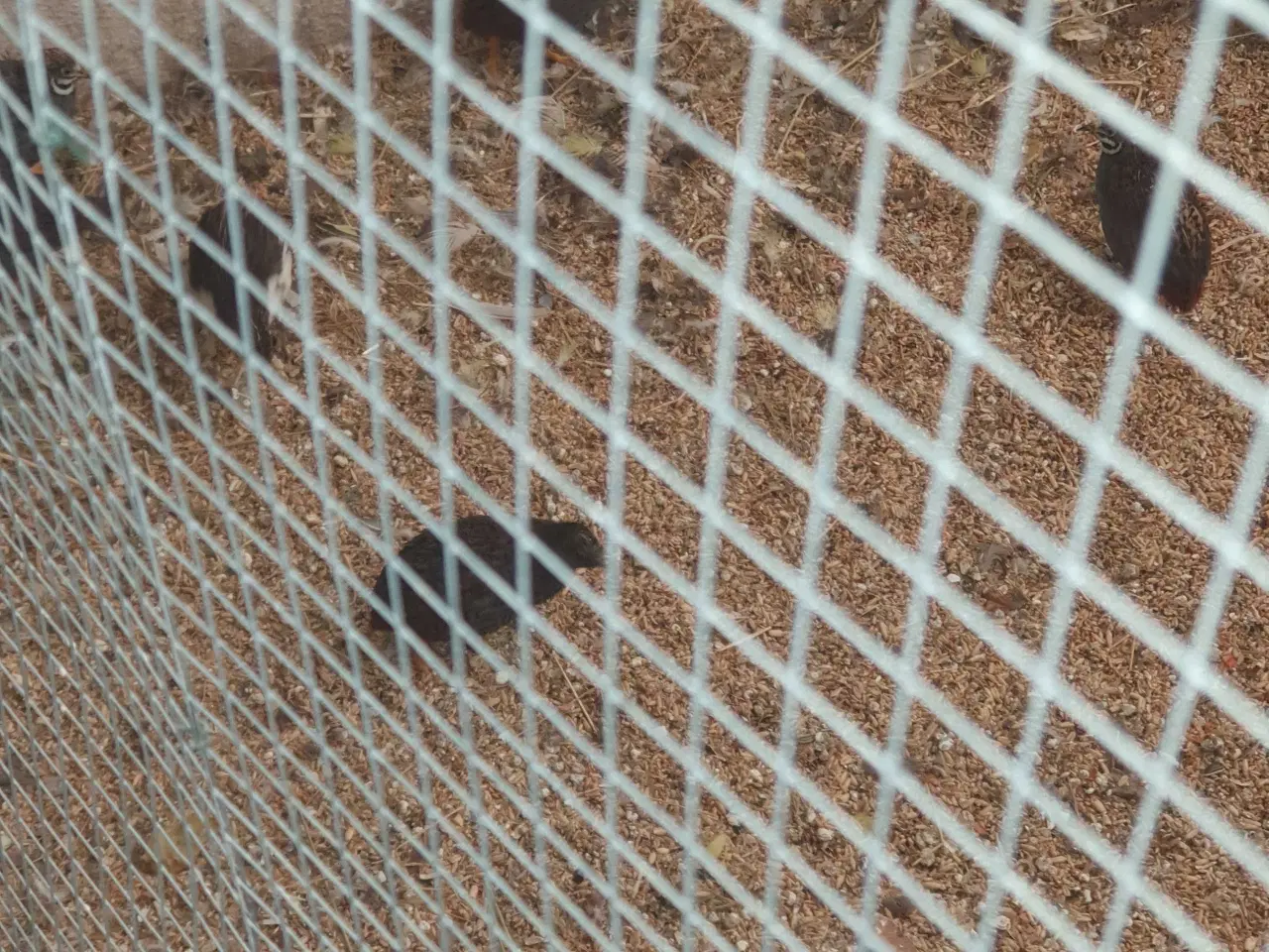 Billede 1 - Kinesiske dværgvagtler 