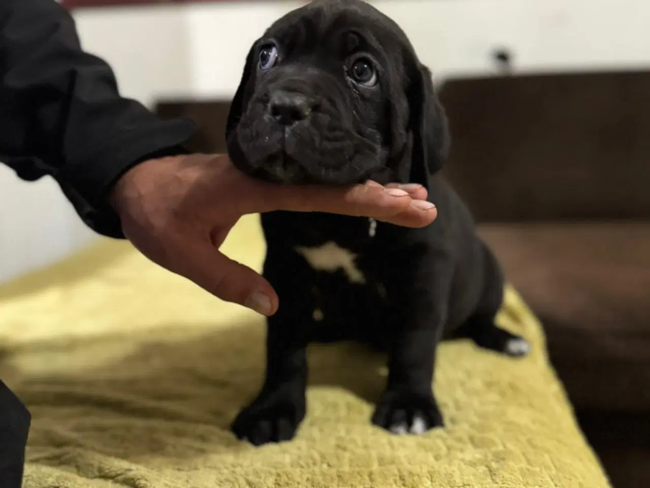 Billede 8 - Cane Corso