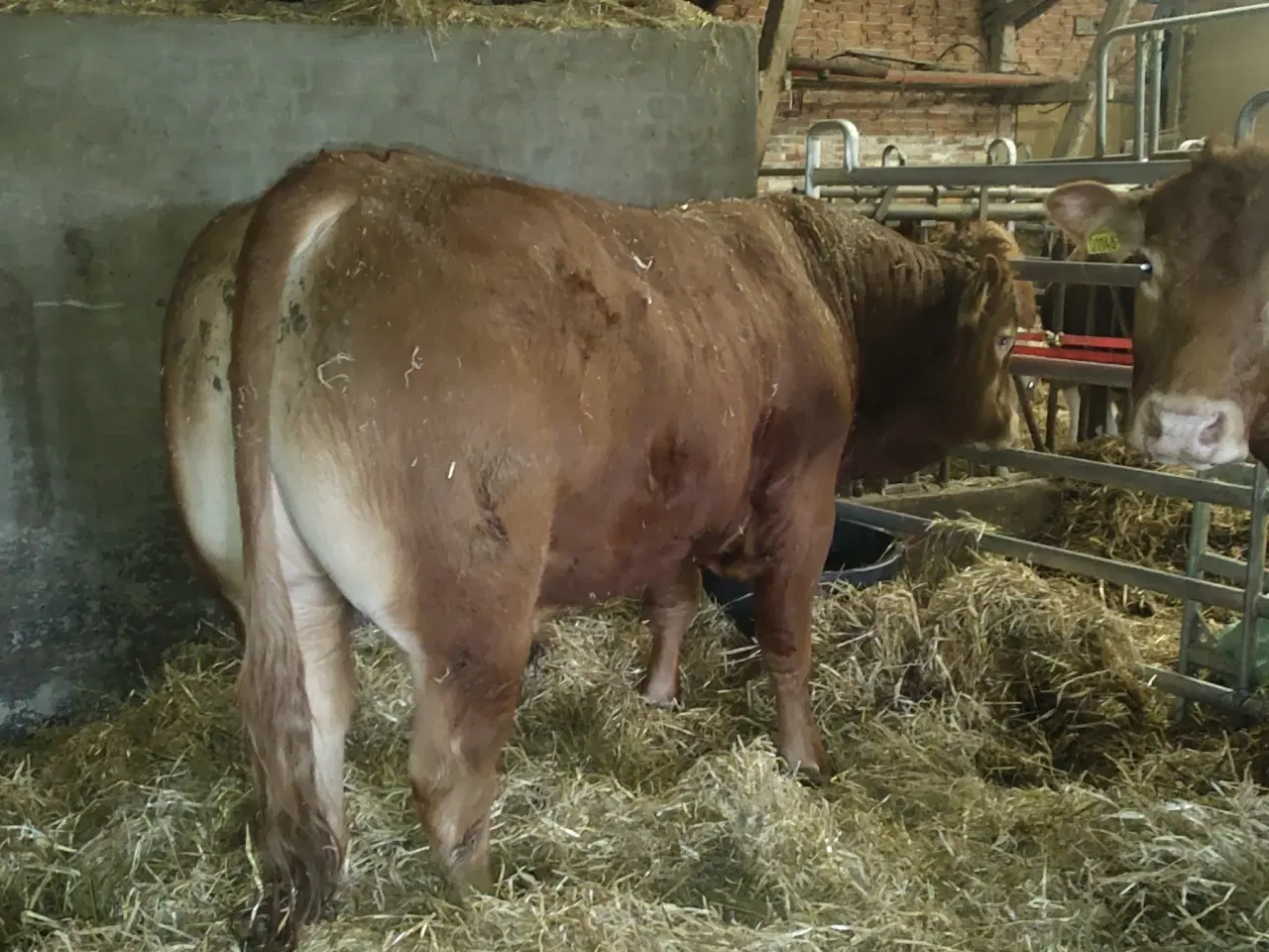 Billede 2 - Limousine Tyr