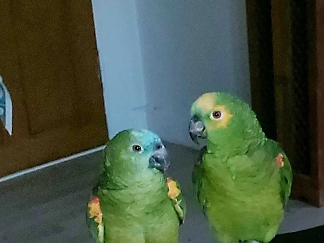 Billede 5 - Blåpandet amazone par 