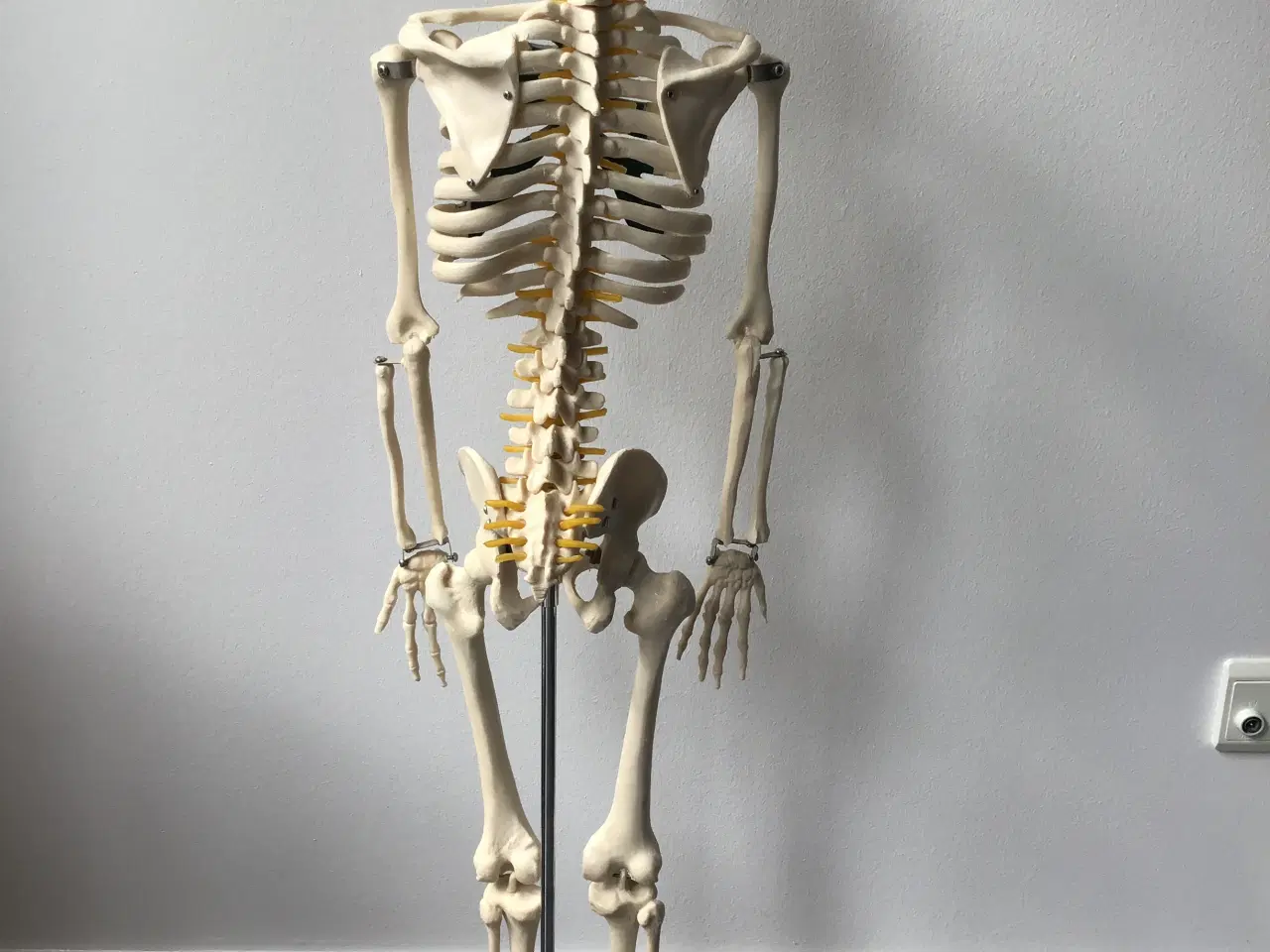 Billede 2 - Anatomisk skelet 85cm