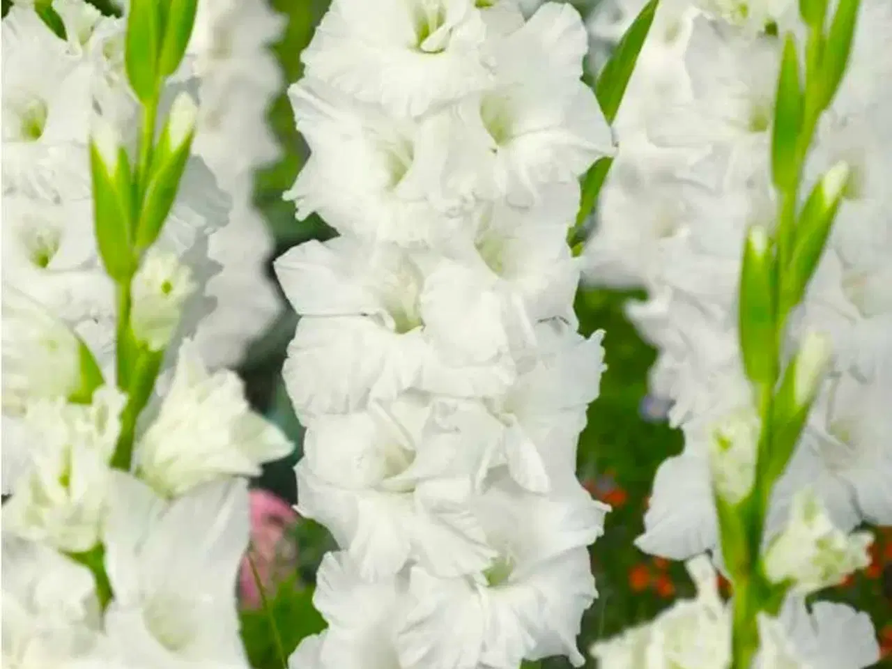 Billede 1 - Gladious dk's billigste