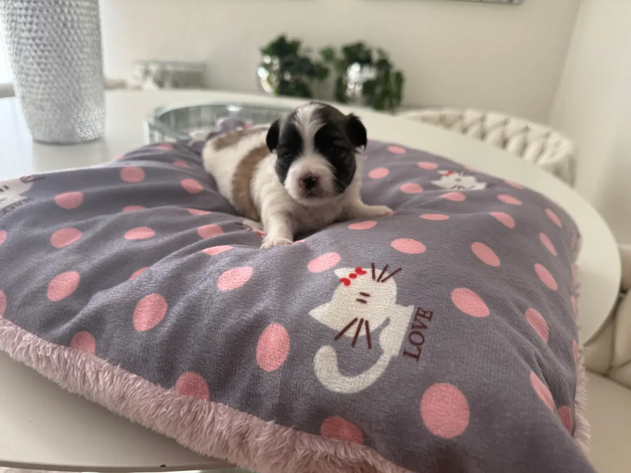Billede 2 - Malteser/coton blanding