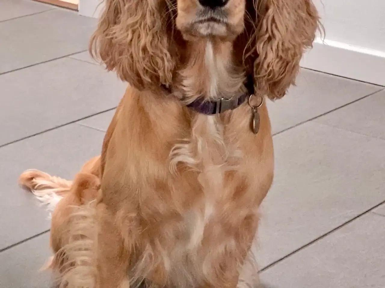 Billede 4 - Cockapoo hvalpe klar til sommerferien