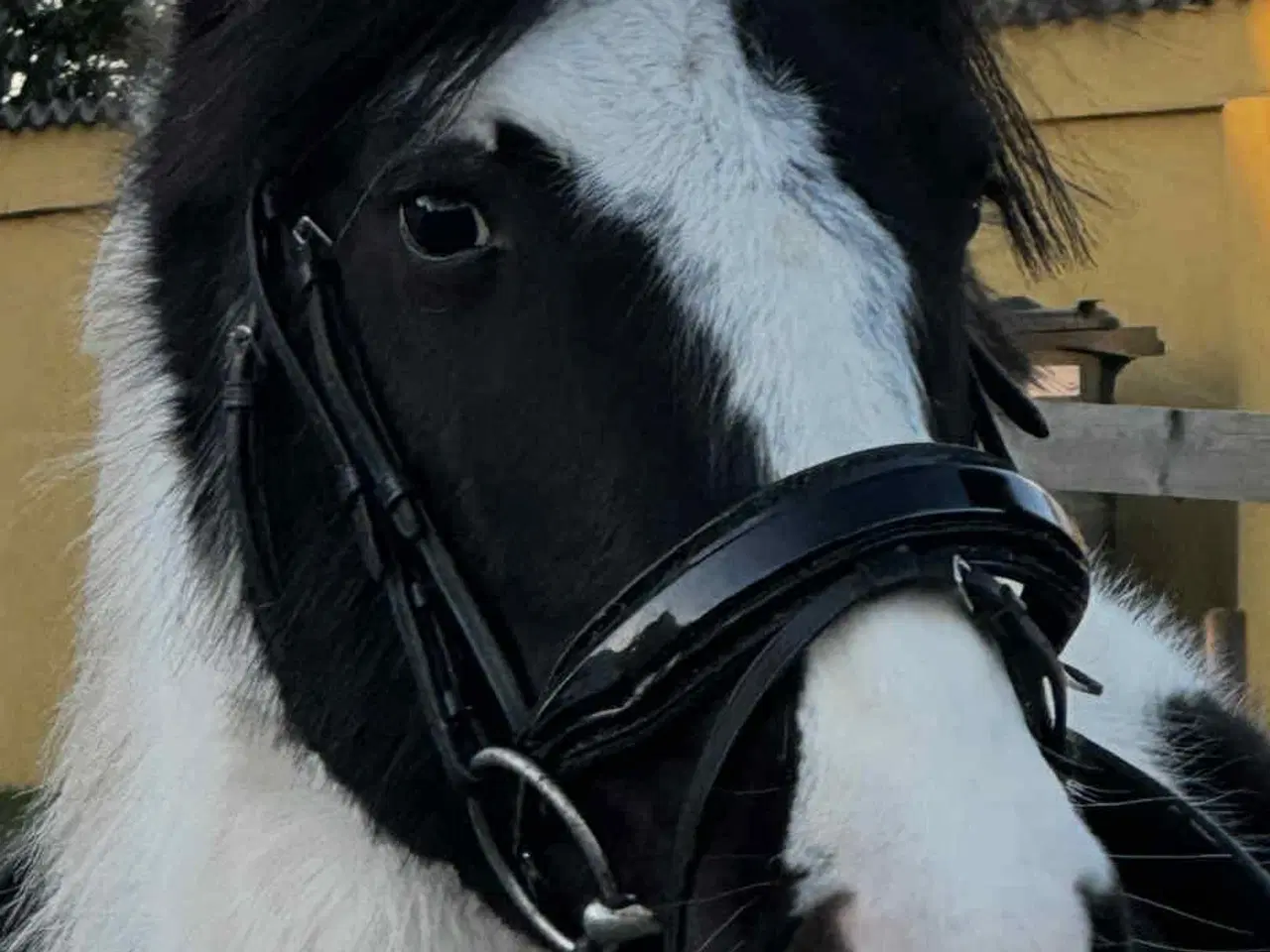 Billede 3 - Sød ukompliceret børne / konehest 
