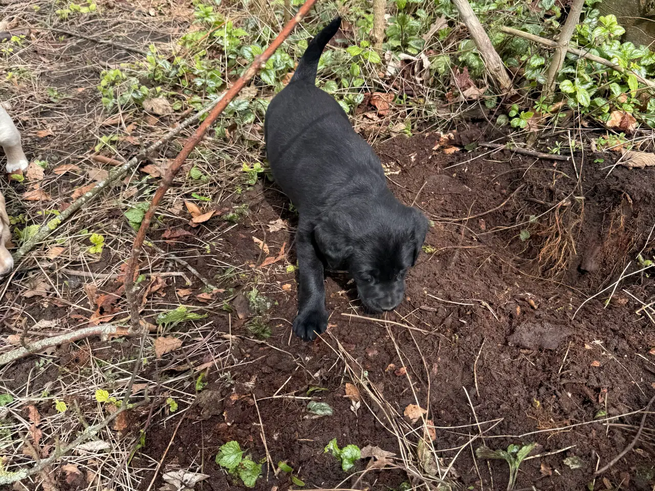 Billede 6 -  3 stk Søde hundehvalpe til salg  