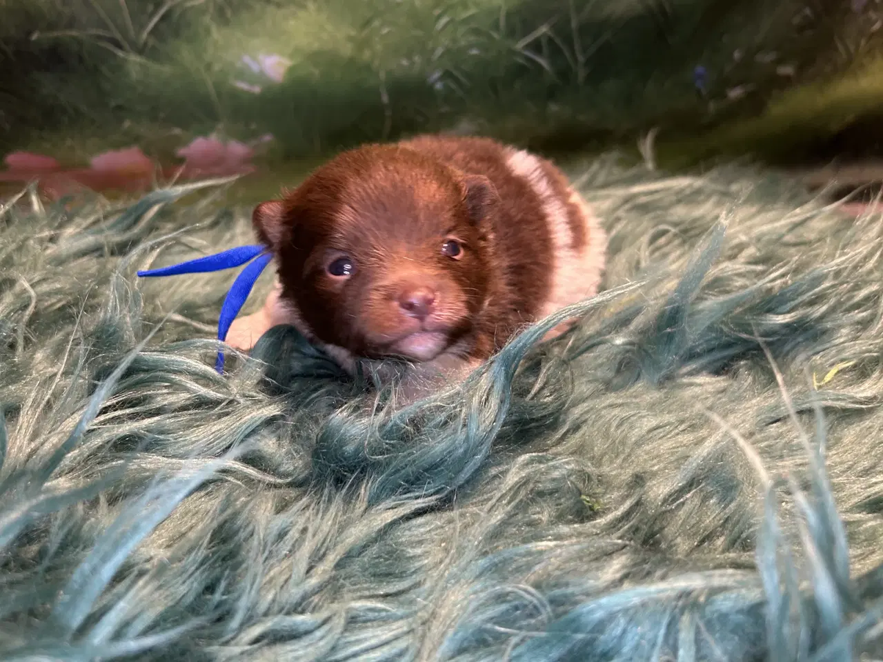 Billede 1 - Meget smukke Pomerania hvalpe 