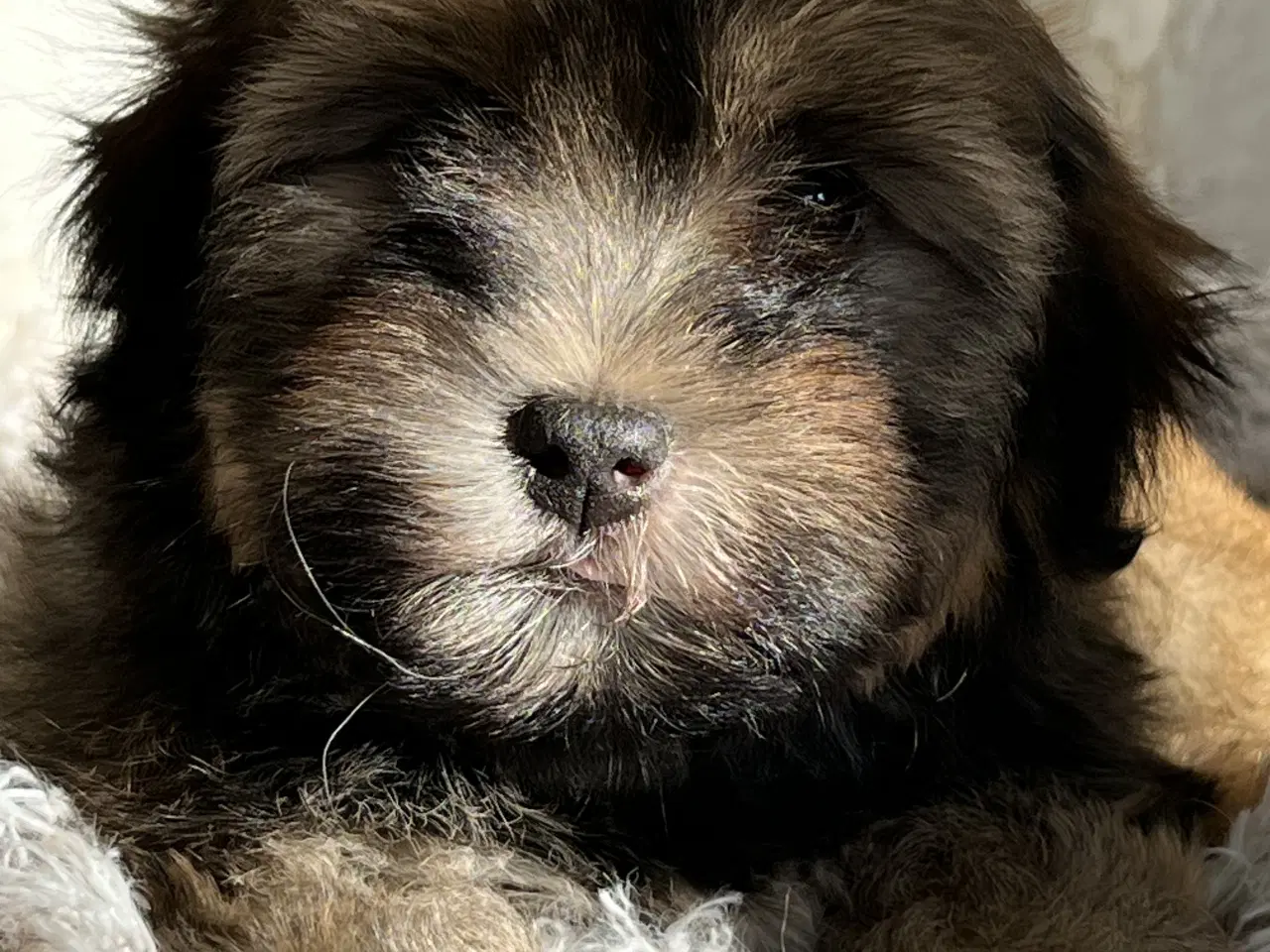 Billede 17 - Avlstjeneste /  Bichon Havanais