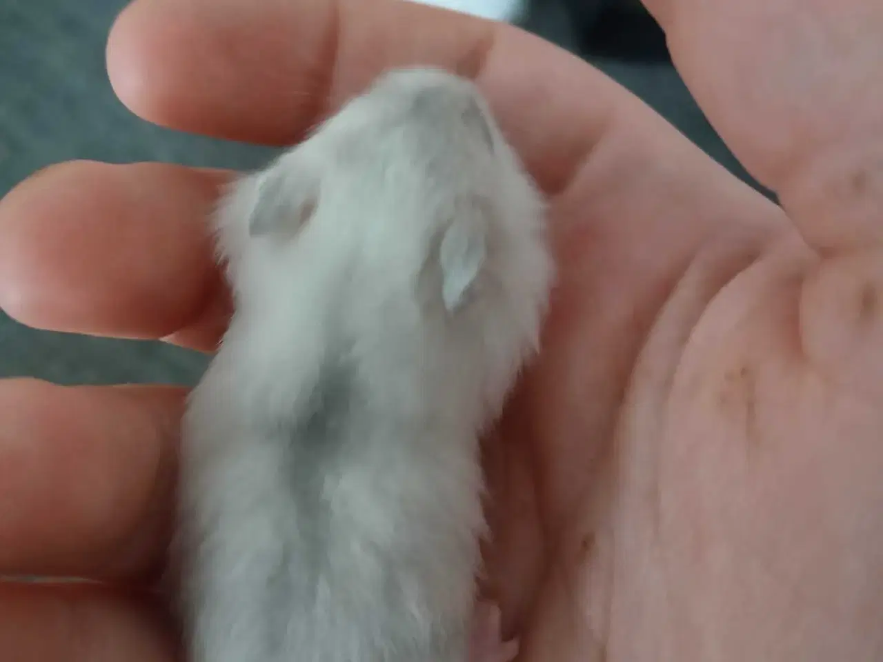 Billede 2 - Dværghamster unger 