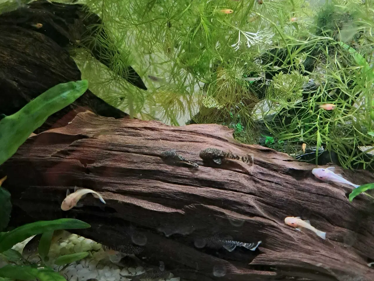 Billede 2 - Malle yngel 