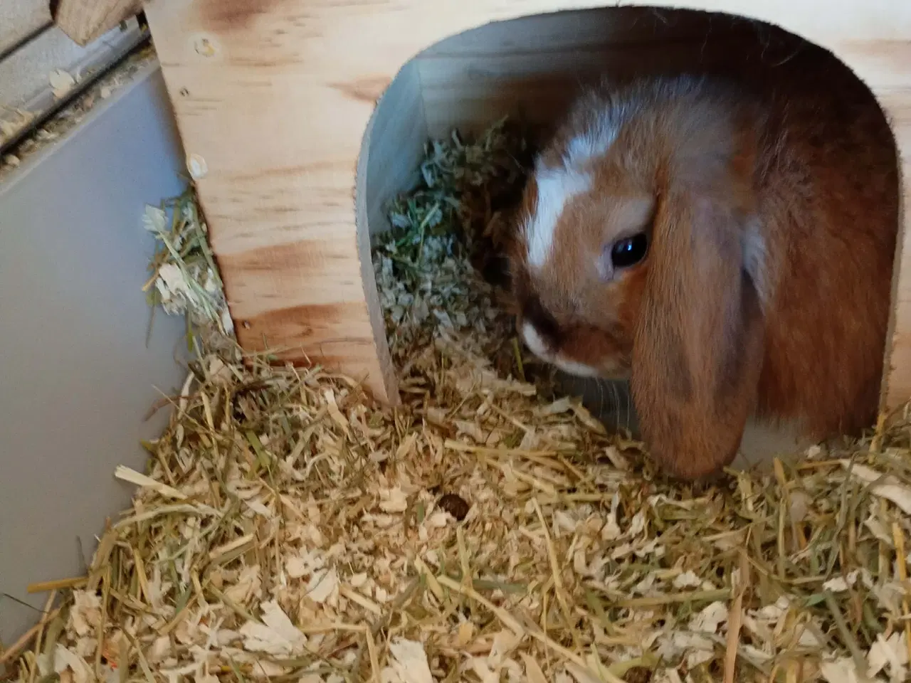 Billede 8 - 2 stk unge hunner med bur 