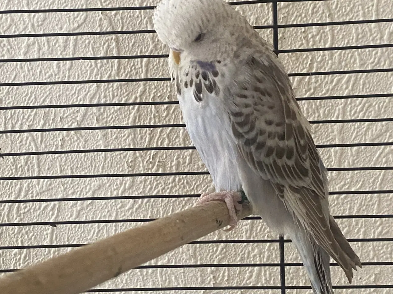 Billede 3 - Flot engelsk undulat