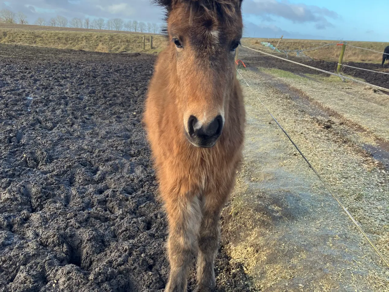 Billede 1 - Ponyføl, hingst