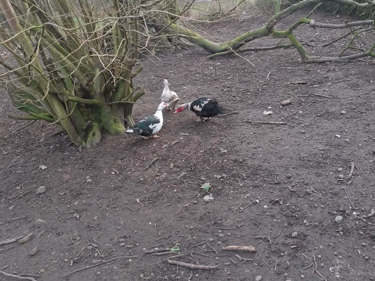 Billede 1 - moskusænder