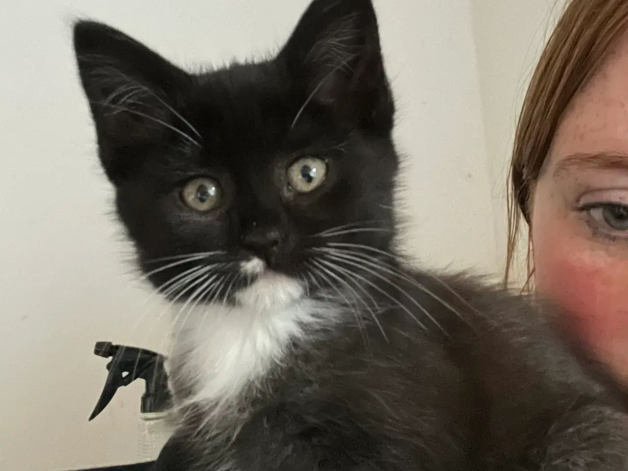 Billede 5 - Hun-killing, Maine Coon-blandning. 