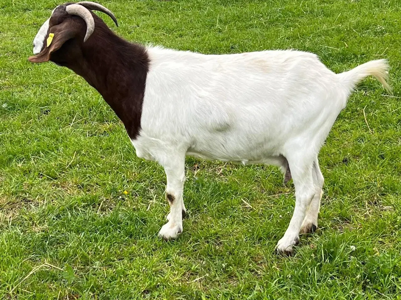 Billede 1 - Boerged 