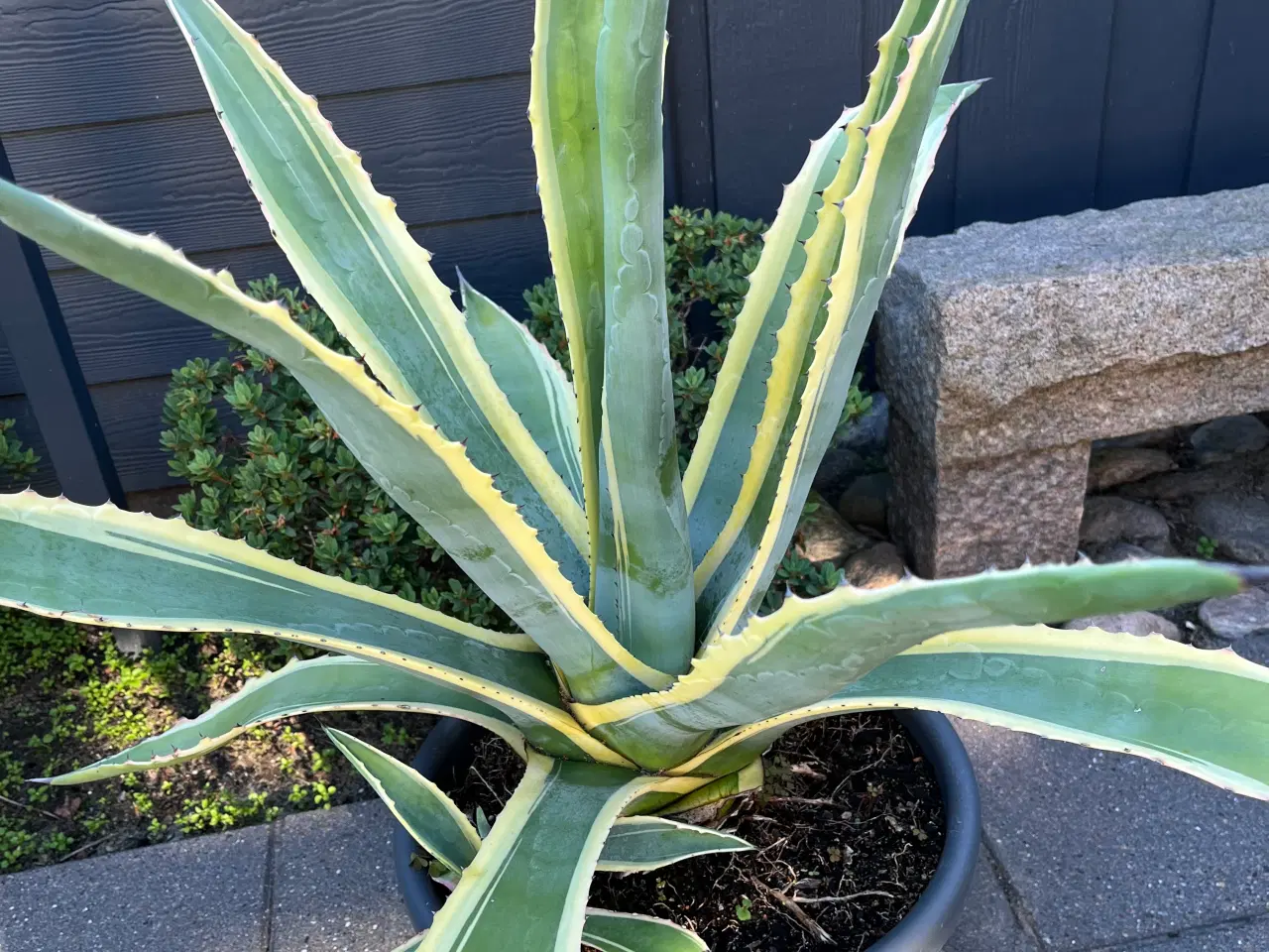 Billede 1 - Agave