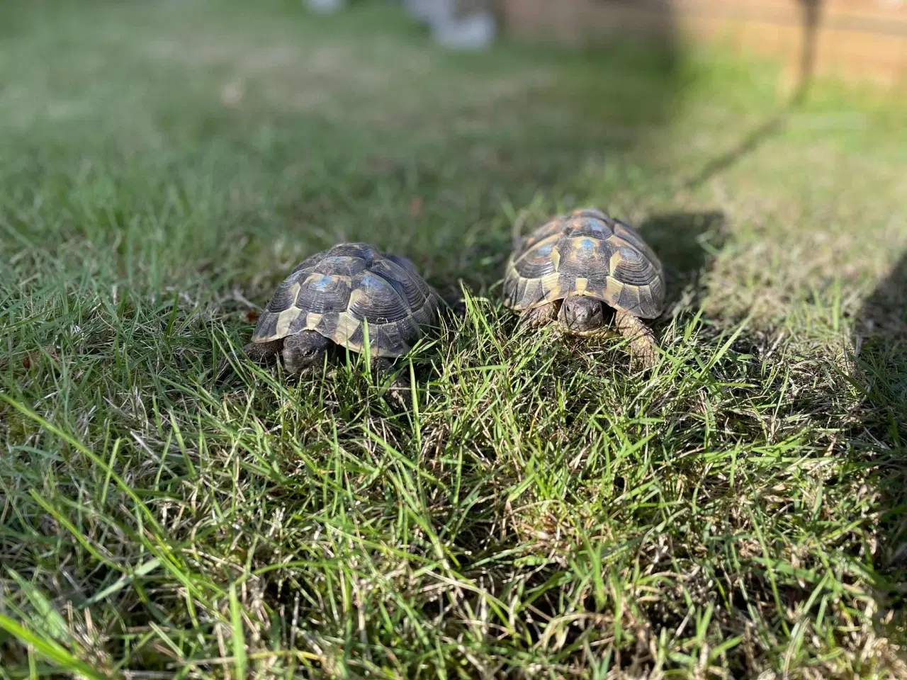 Billede 2 - 2 hun græske landskildpadder 8 år