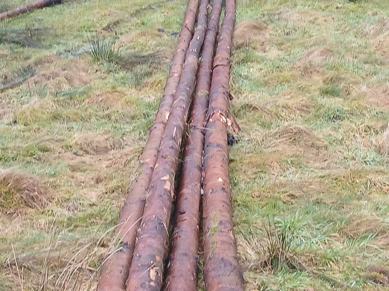 Billede 1 - Træstammer, lange rødgran