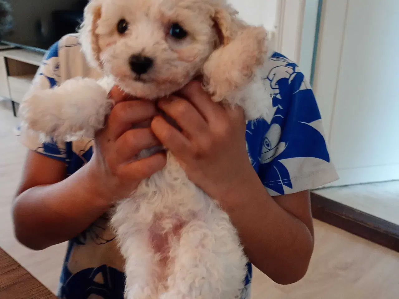 Billede 2 - Cavapoo søger hjem