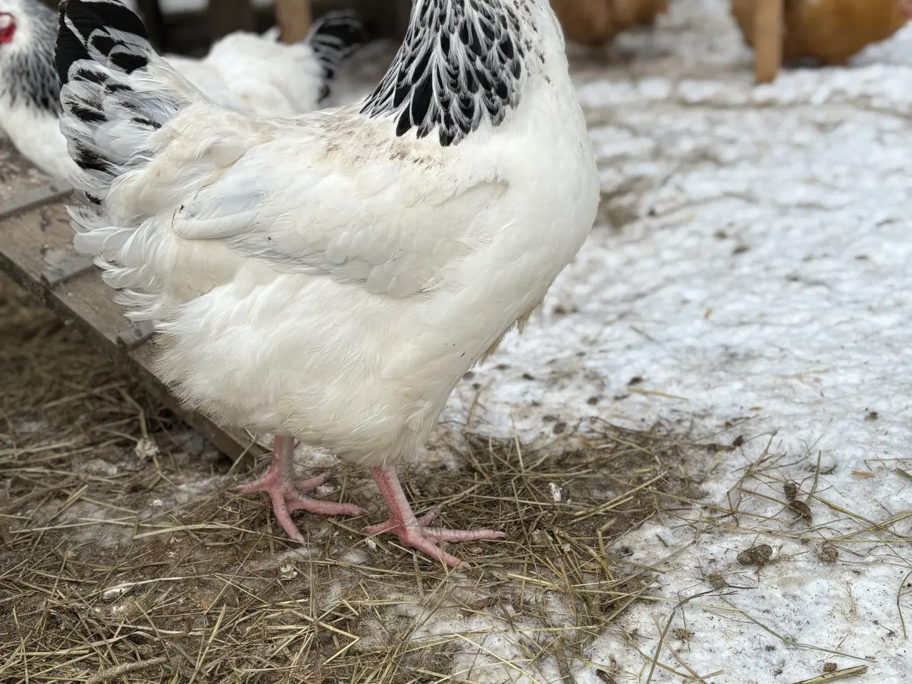 Billede 1 - Daggamle sussex kyllinger