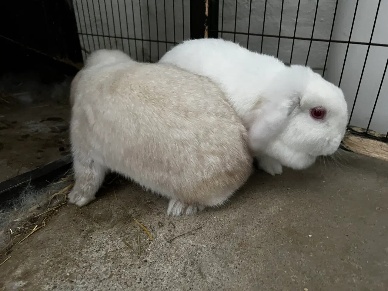 Billede 2 - Mini loops 