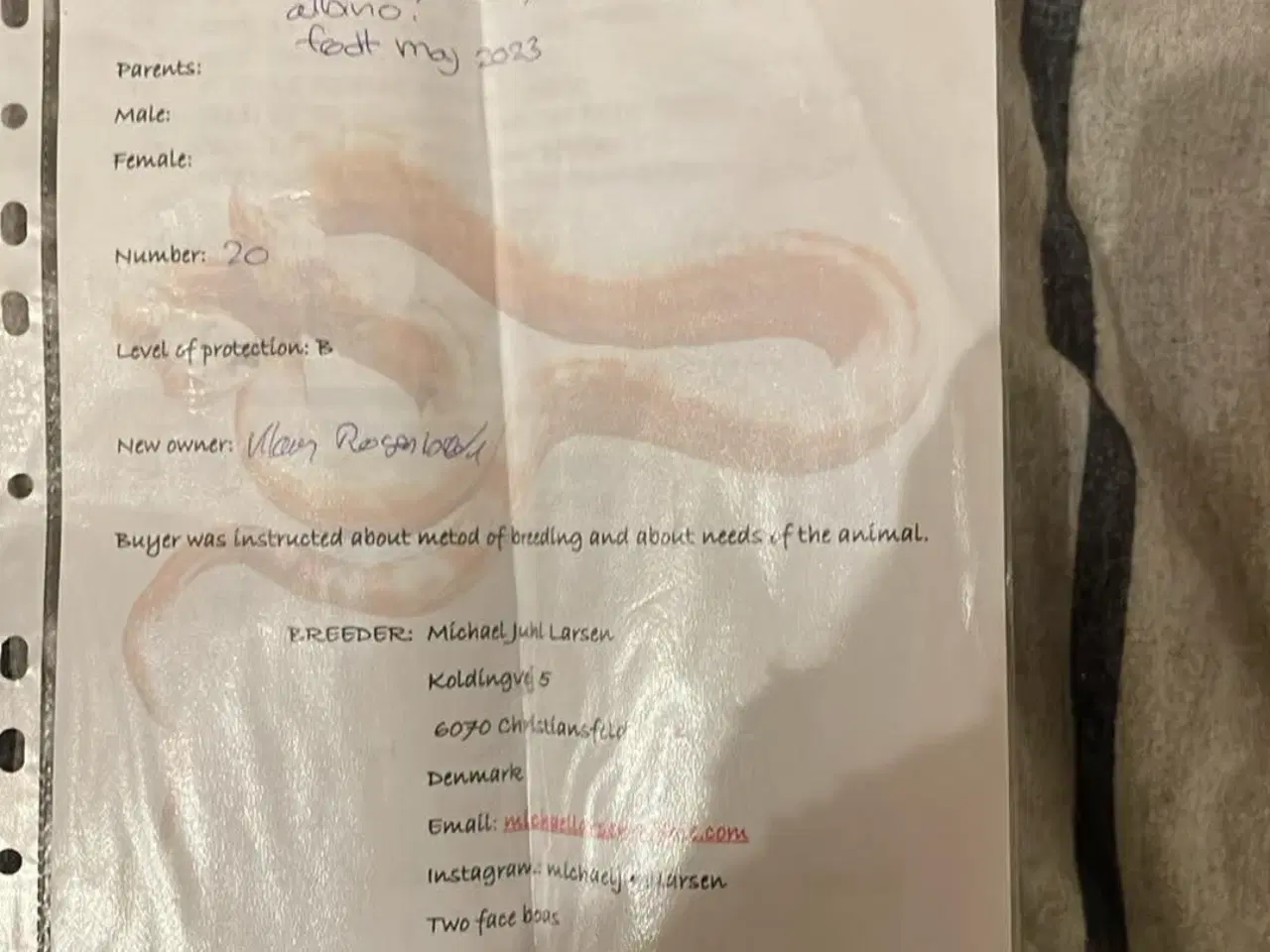 Billede 2 - Konge boa dreng 