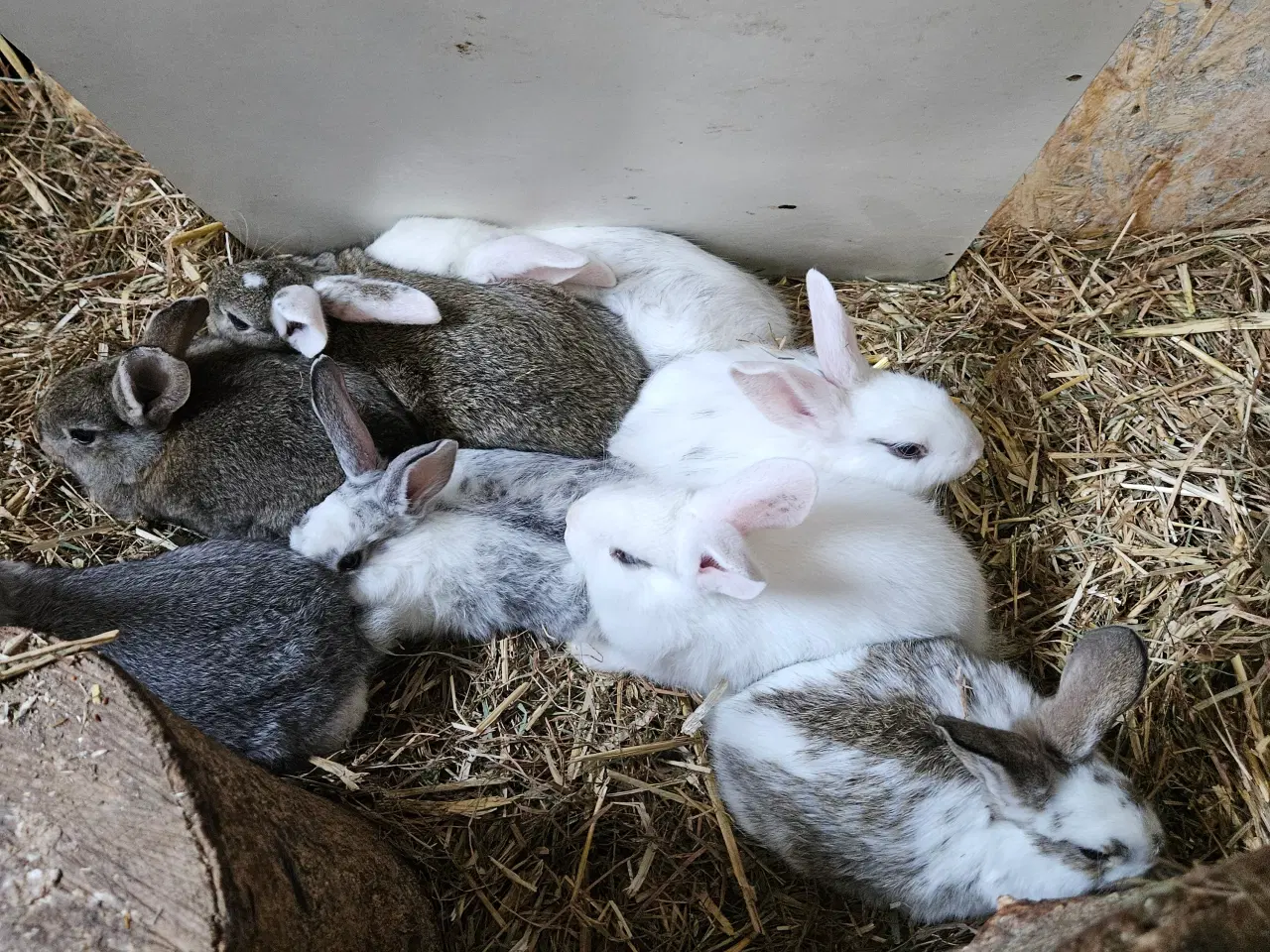 Billede 5 - Søde kanin unger