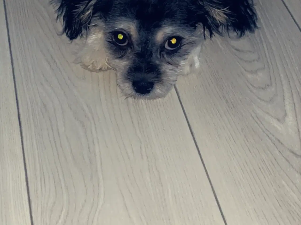 Billede 2 - Maltiboo maltezer