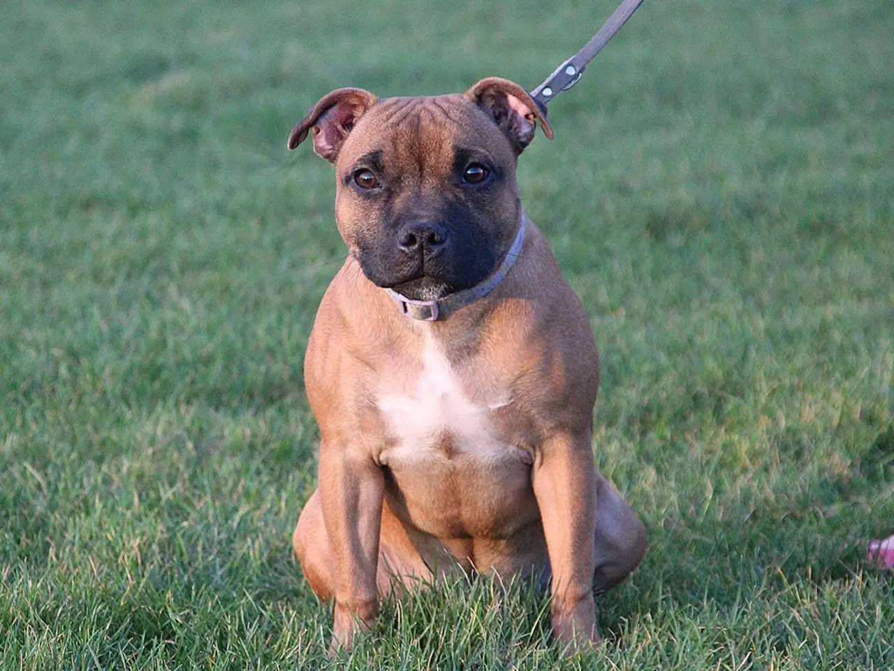 Billede 1 - Staffordshire bull terrier piger