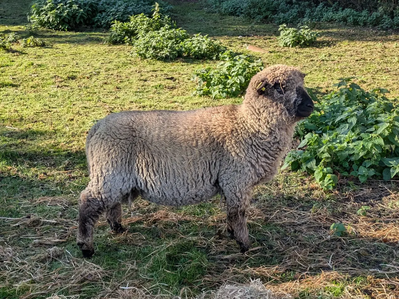 Billede 7 - Shropshire vædderlam