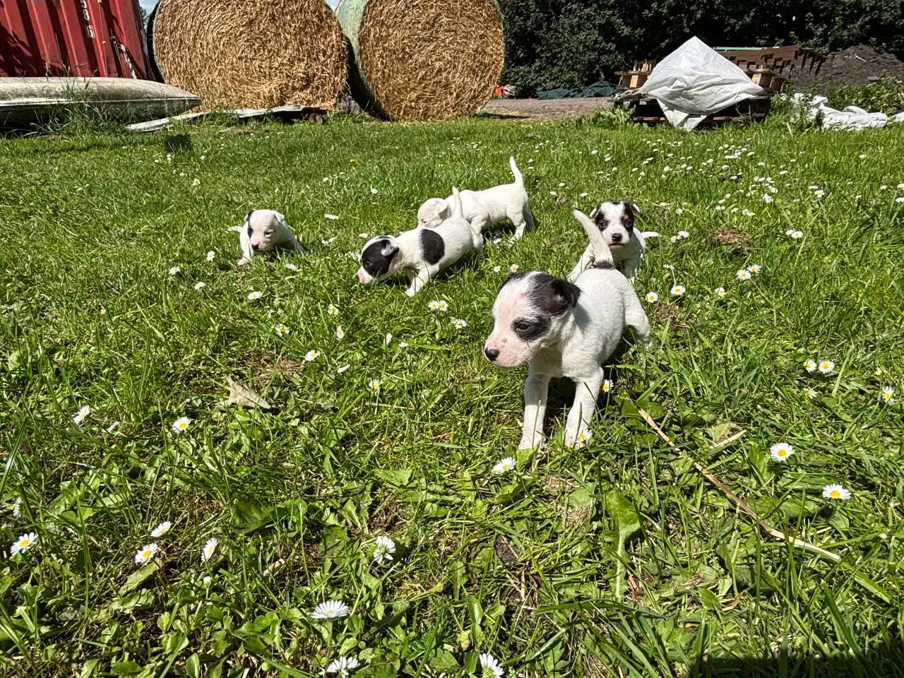 Billede 4 - Jack russel hvalpe