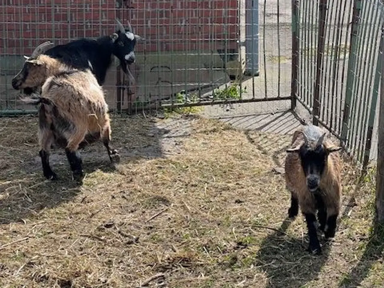 Billede 1 - Dværggeder 3 stk 