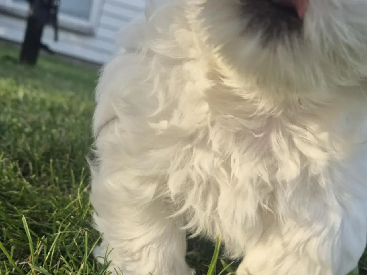 Billede 6 - Lhasa apso/ shih tzu han hvalp