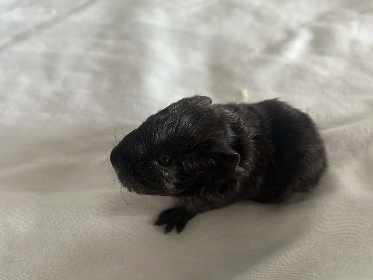 Billede 2 - Marsvin unger 🐹