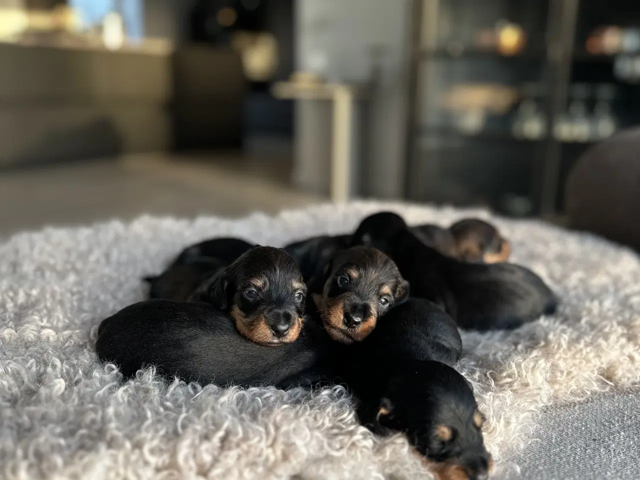 Billede 4 - Ruhåret dværg gravhunde