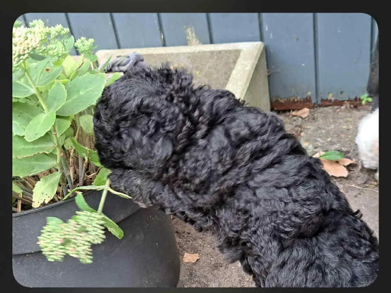 Billede 2 - Labradoodle hvalpe