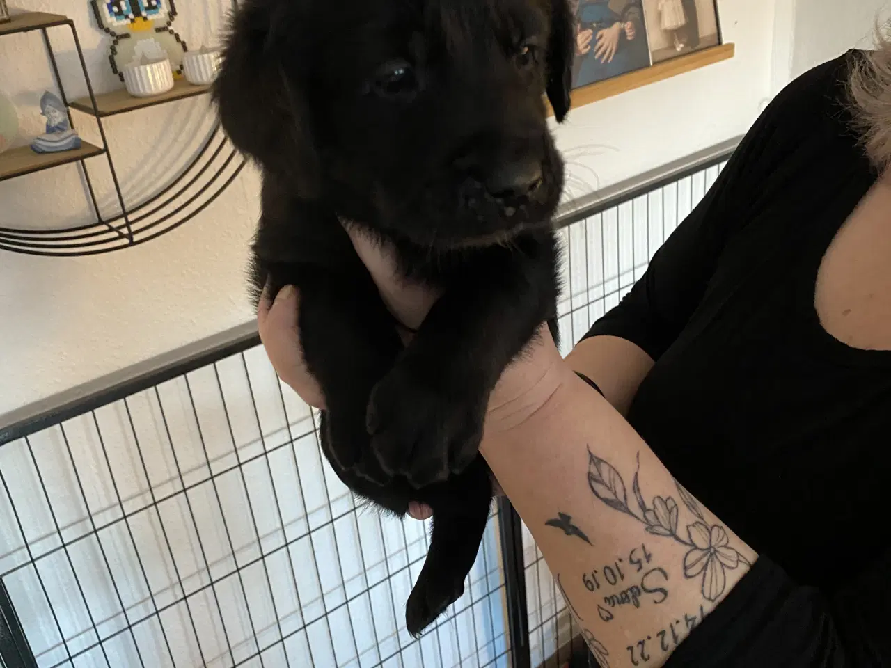 Billede 6 - 1 sort han hund som mangler sit eget hjem 