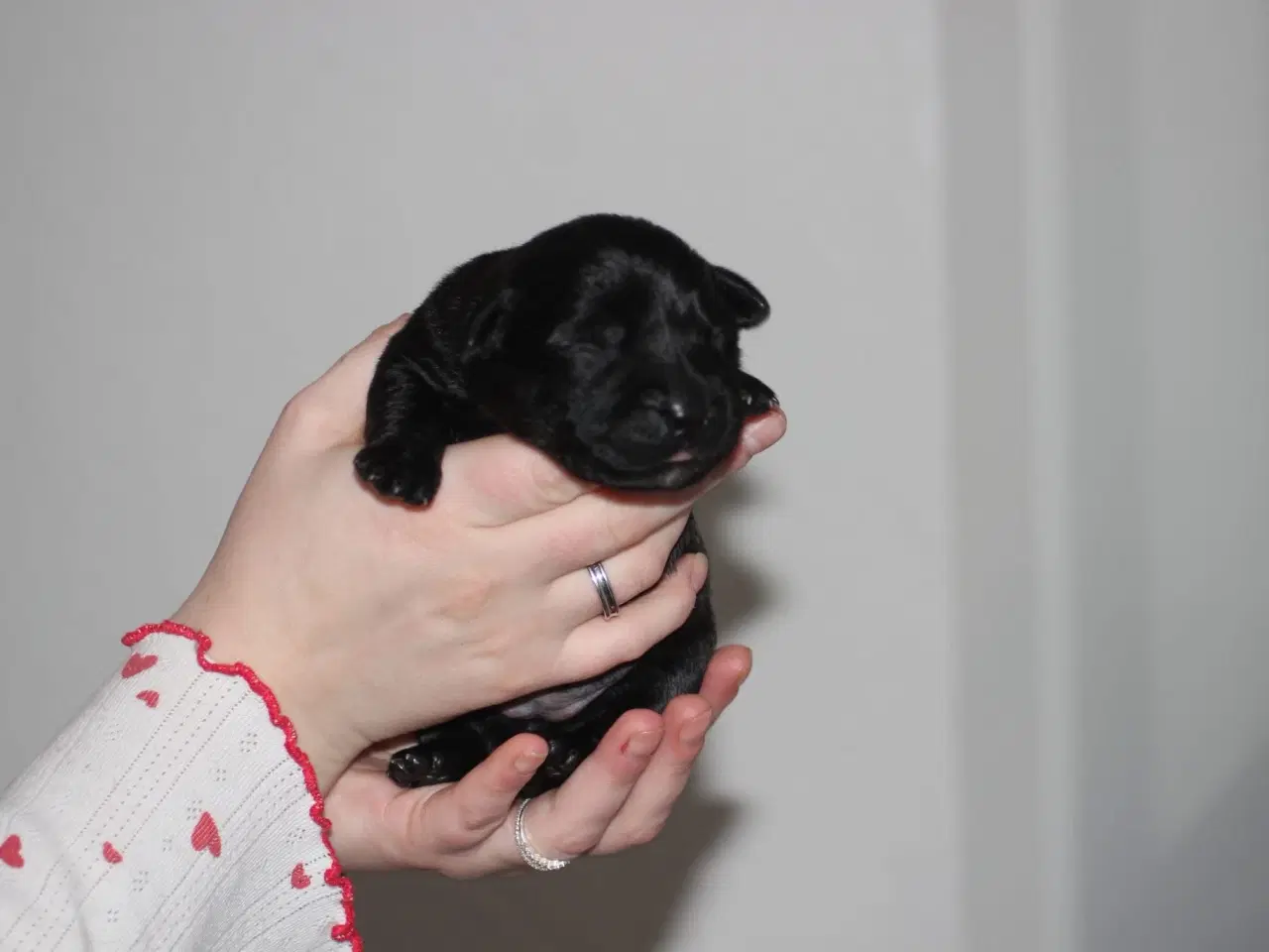 Billede 6 - Labrador/retriver/staffordshire bullterrier hvalpe