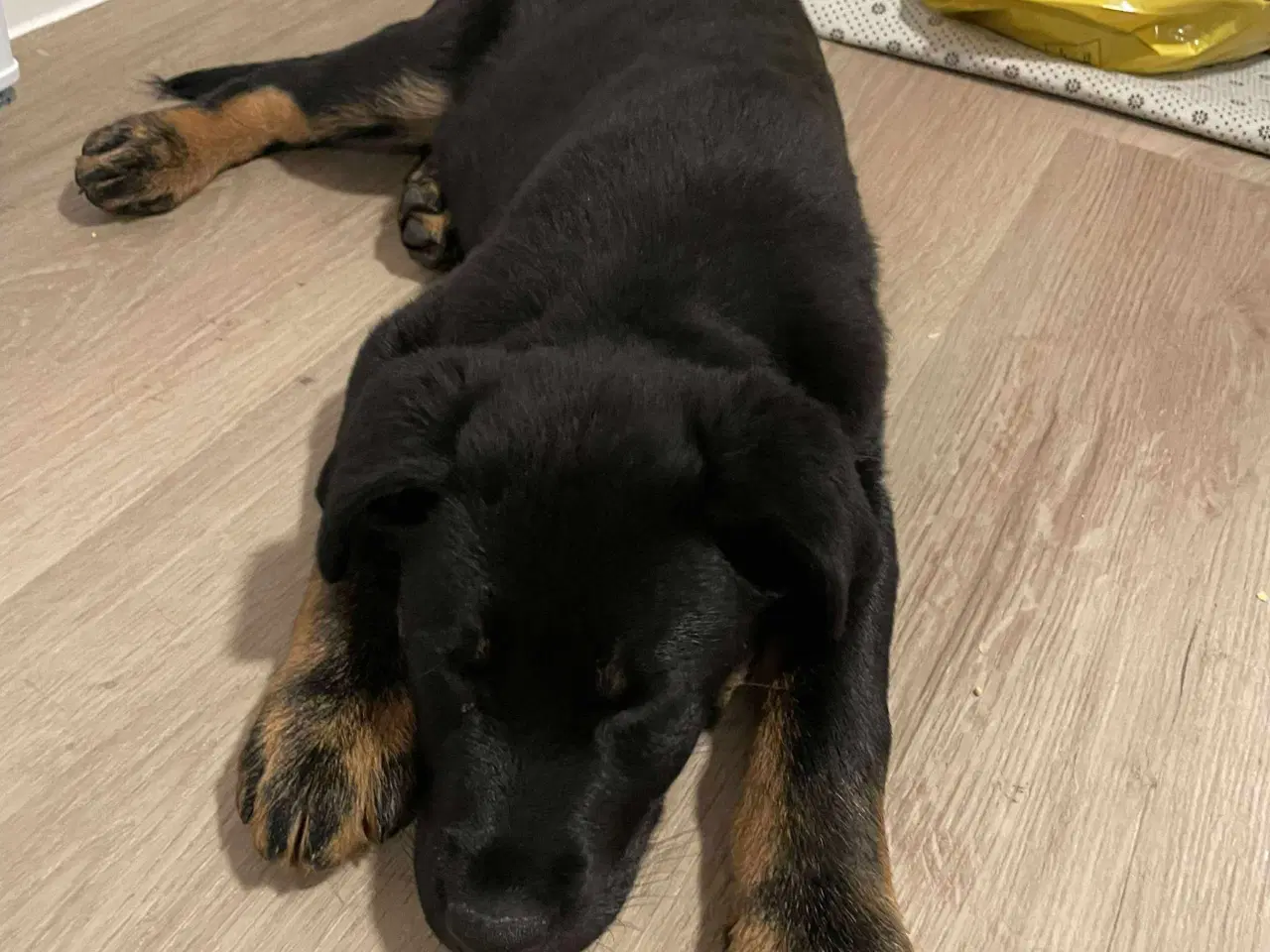 Billede 2 - Rottweiler / schæfer blanding