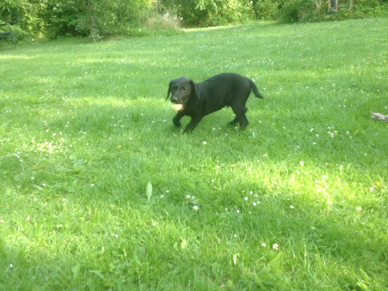 Billede 2 -  F1 Labrador tæve hvalpe