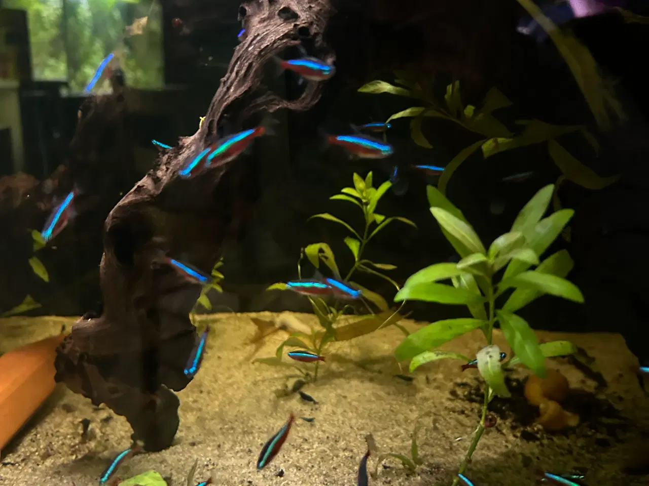 Billede 8 - 🐠❤️ Rød Neonfisk – glade og aktive stimefisk