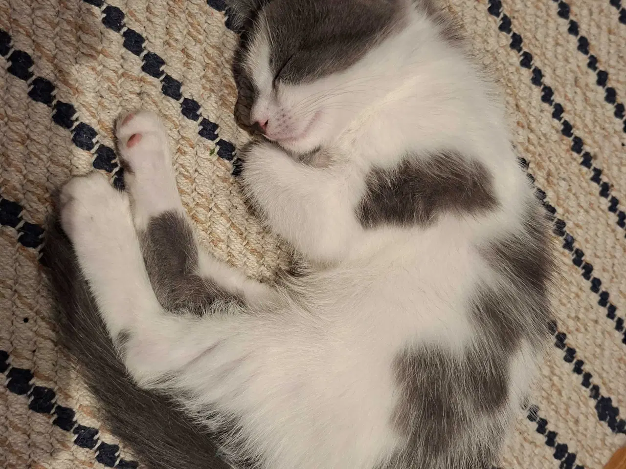 Billede 6 - Killinger - Mainecoone blanding