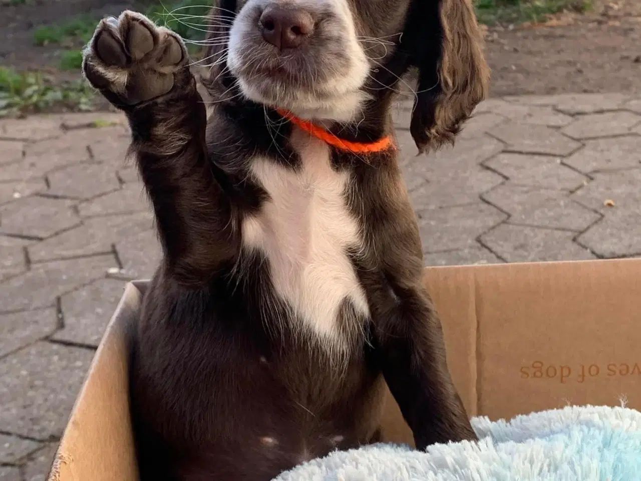 Billede 1 - FT Cocker Spaniel tæve